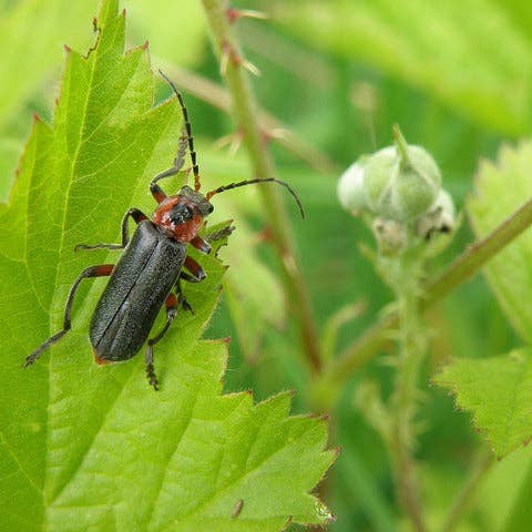 Ollois - Wholesale Oral Supplement/Vitamin - Olloïs Cantharis 30C Lactose Free Organic kosher, 80 Pellets7