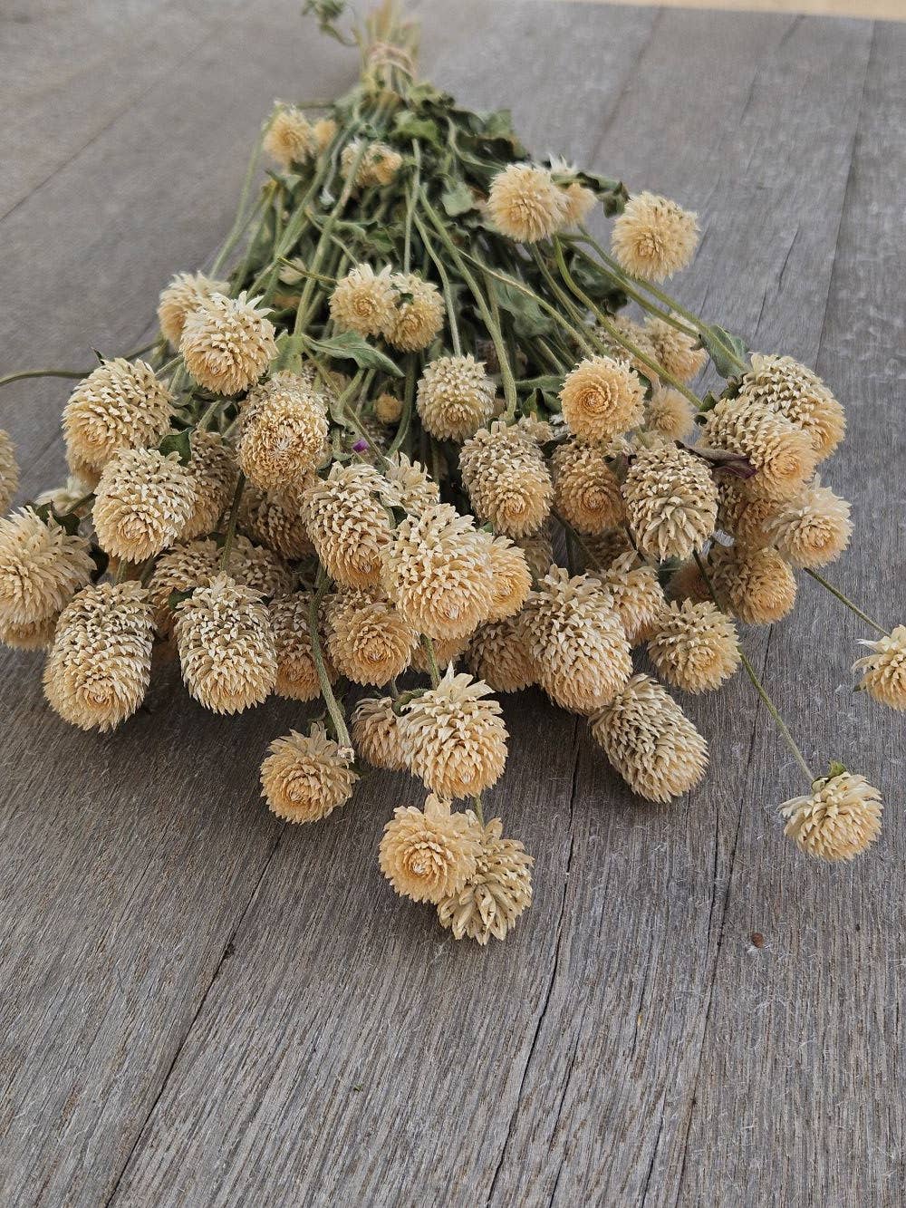 Alissas Flower Farm - Wholesale Dried/Pressed Flowers - Dried Gomphrena3