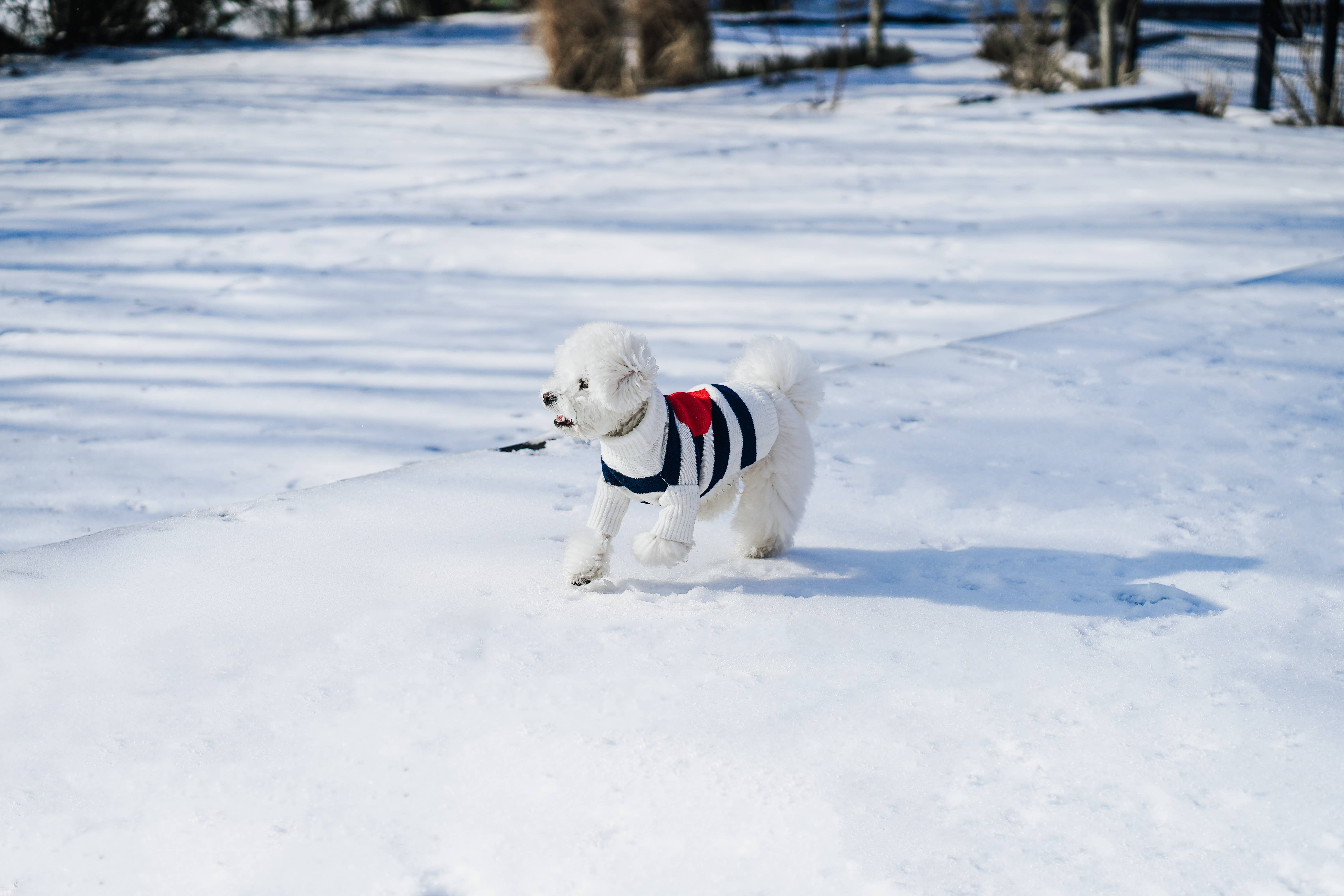 BarkBarkBaby - Wholesale Pet Sweater - Dog - Sailor of My Heart Striped Turtleneck Sweater4