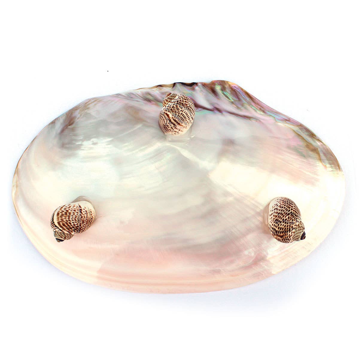 California Seashell Company - Wholesale Jewelry Dish - Large Oyster Ring Dish - Plain1