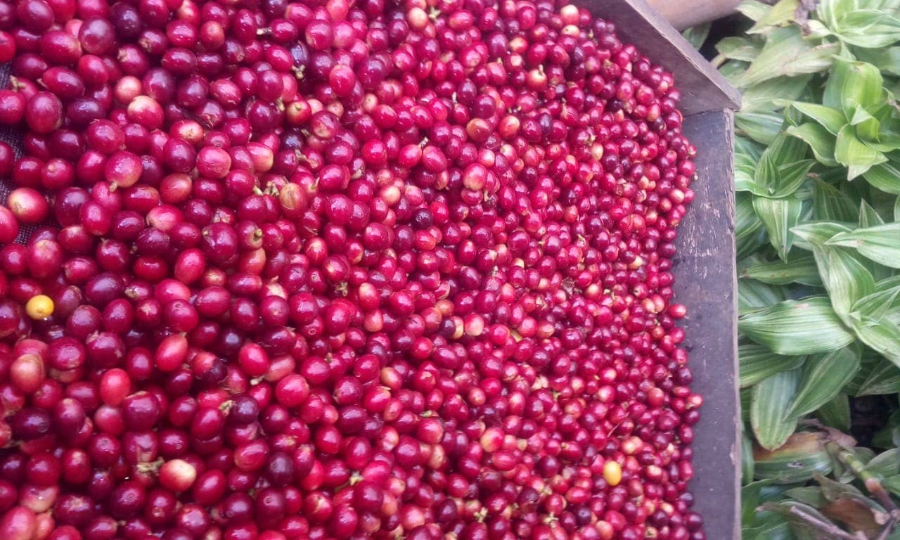 Café Las Margaritas - Wholesale Coffee Beans - Colombia coffee mix 5/MILLED+3GRAIN of 250g arabica brown roast12