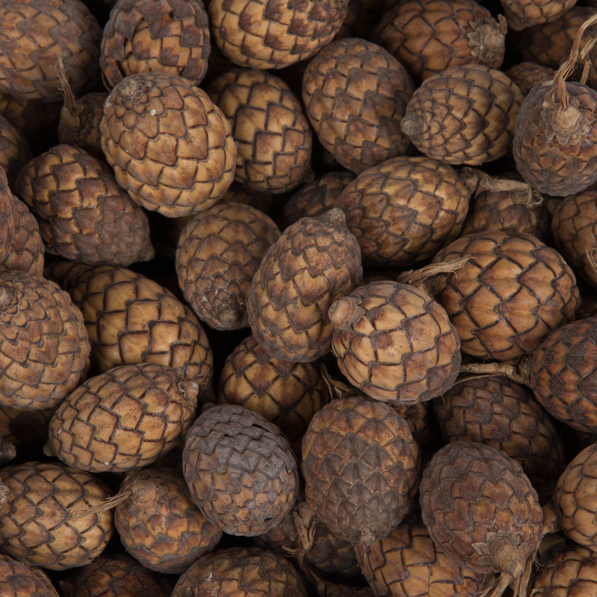 Naturel Fruit de canne Vickerman de 0,8 po, naturel, 1 kg/pqt en vente sur Faire1