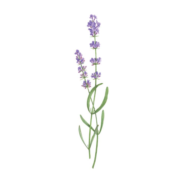Lavender Tattoo Pair for wholesale by Tattly