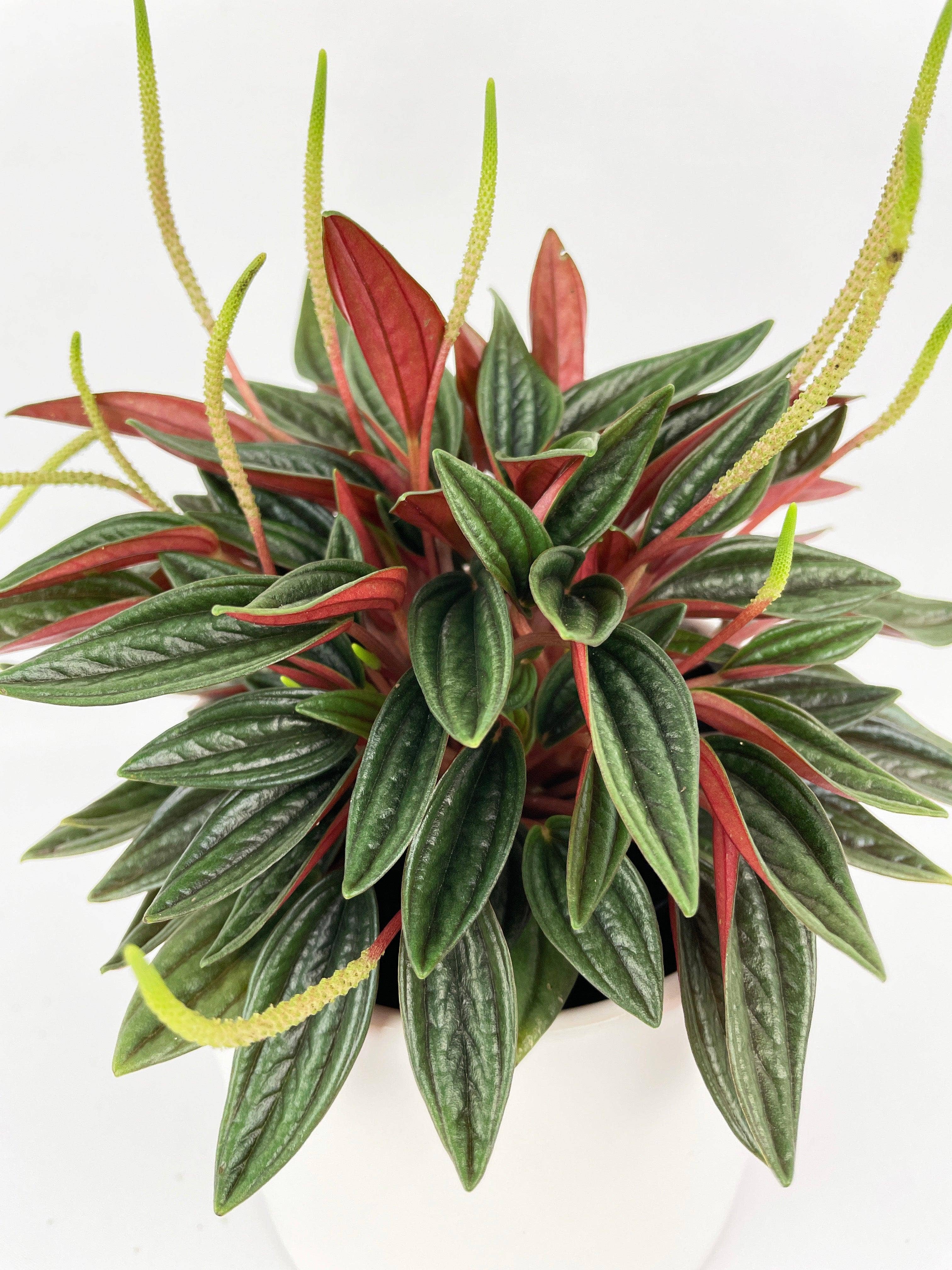 Bumble Plants - Wholesale Live Plant - Peperomia Rosso3
