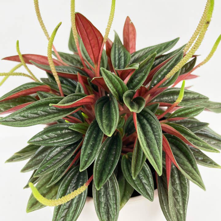Bumble Plants - Wholesale Live Plant - Peperomia Rosso3