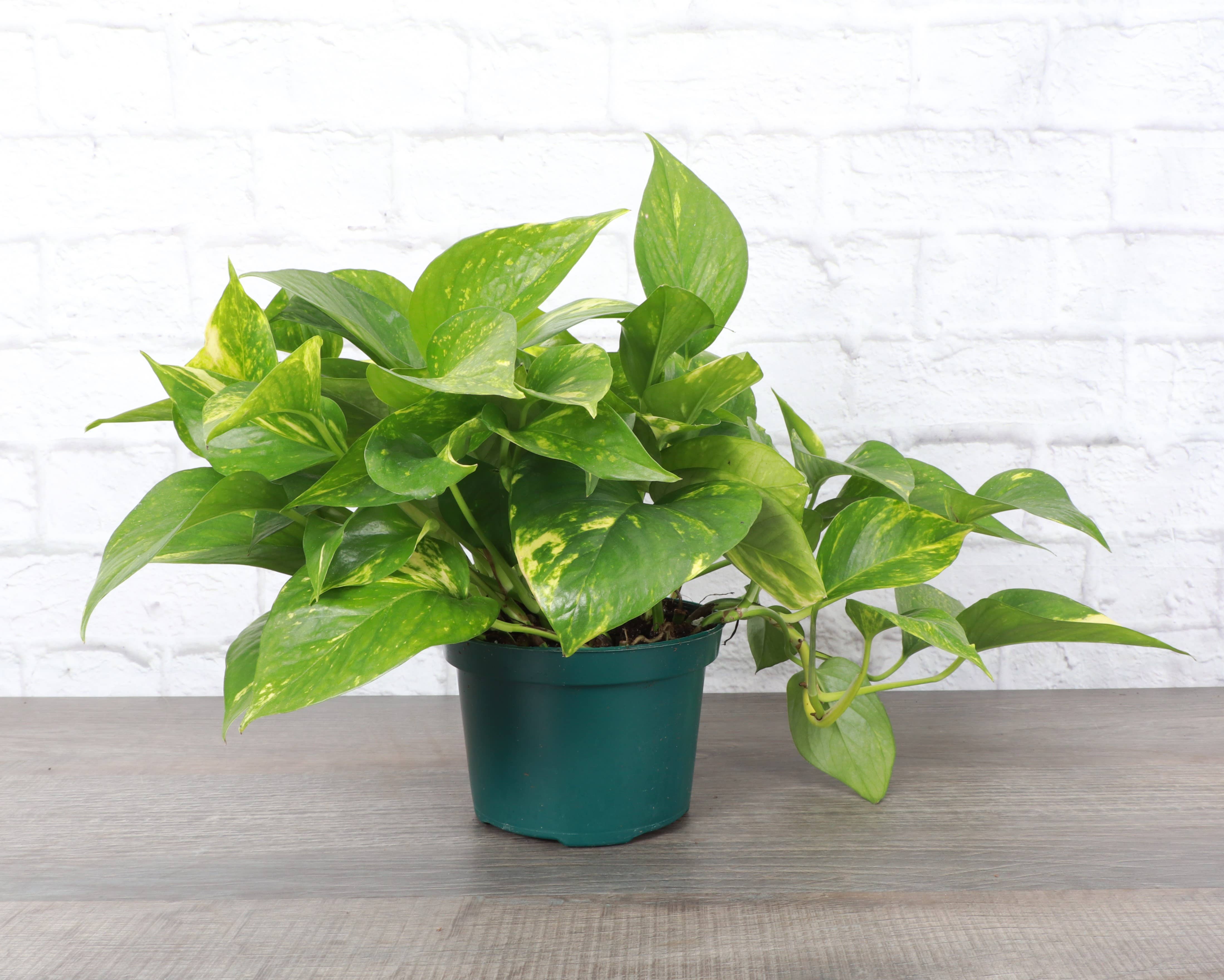Thorsen's Greenhouse - Wholesale Live Plant - Golden Pothos Plant - Live Plant3