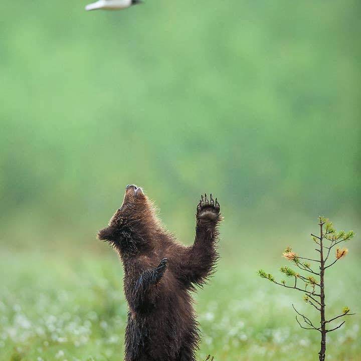 gestalten & teNeues - Wholesale Display Book - Mother11