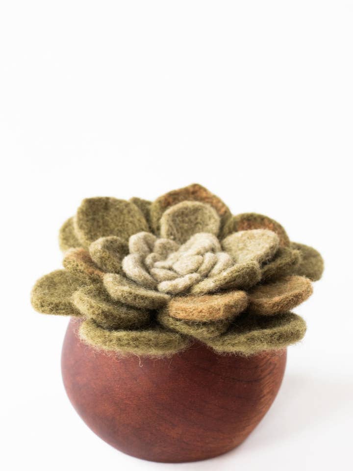Kinigi Succulent for wholesale by Handspun Hope