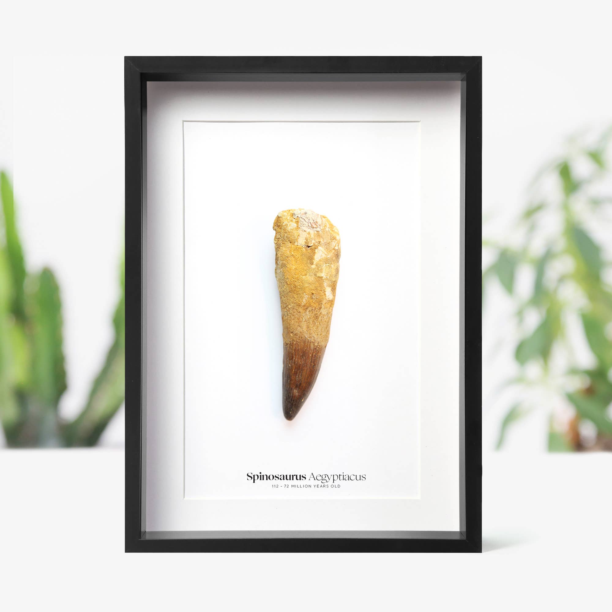 Curated Studio - Wholesale Wall Accent - Spinosaurus Tooth Real Dinosaur Fossil Shadow Box Frame0