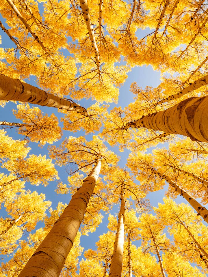 Affiche Arizona - Aspens dorés dans la prairie Lockett pour la vente par Posters & Puzzles