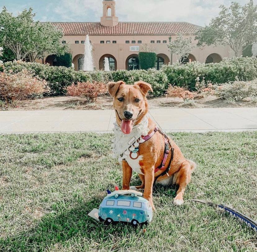 Woof & Co. - Wholesale Pet Plush Toy - Dog - Hippie Van12