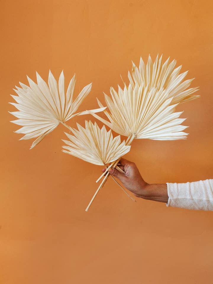 Vita solpalmer för wholesale av Idlewild Floral Co.