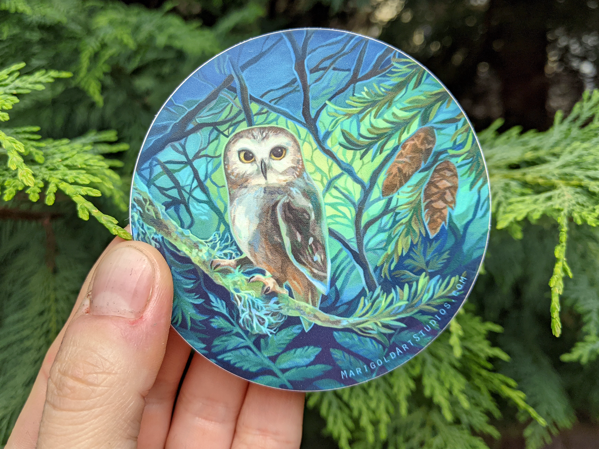 Marigold Art Studios - Wholesale Sticker - Northern Saw Whet Owl Sticker2