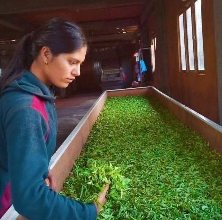 rami tea - Wholesale Loose Tea - Kalapani Junkiri3