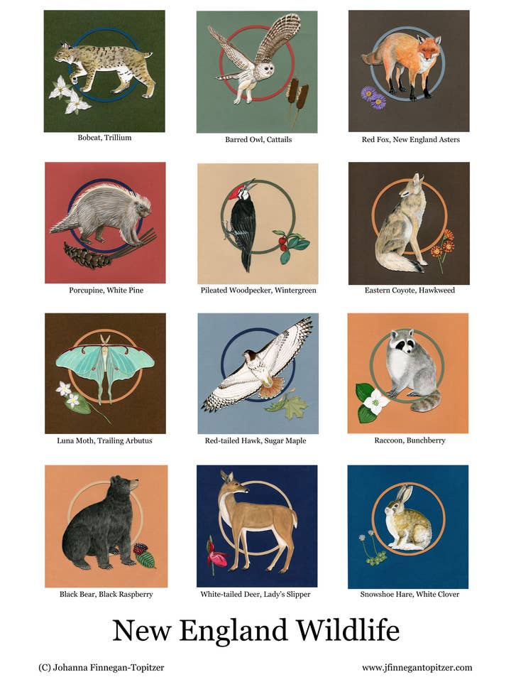 New England Wildlife Poster, 11"x17" for wholesale by Johanna Finnegan-Topitzer