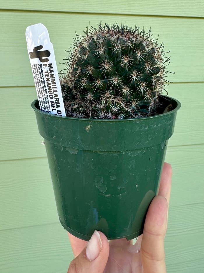4" Cactus -Mammillaria duoformis f. Tenango del Valle for wholesale by Northern Pacific Printing Company