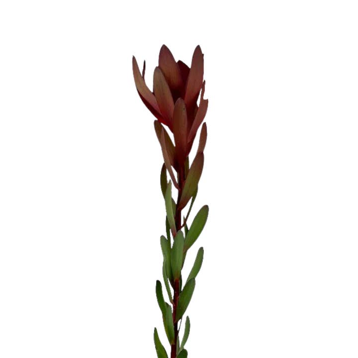Leucadendron Burgundy - Fresh Cut Flowers for wholesale by Metro Flower Market