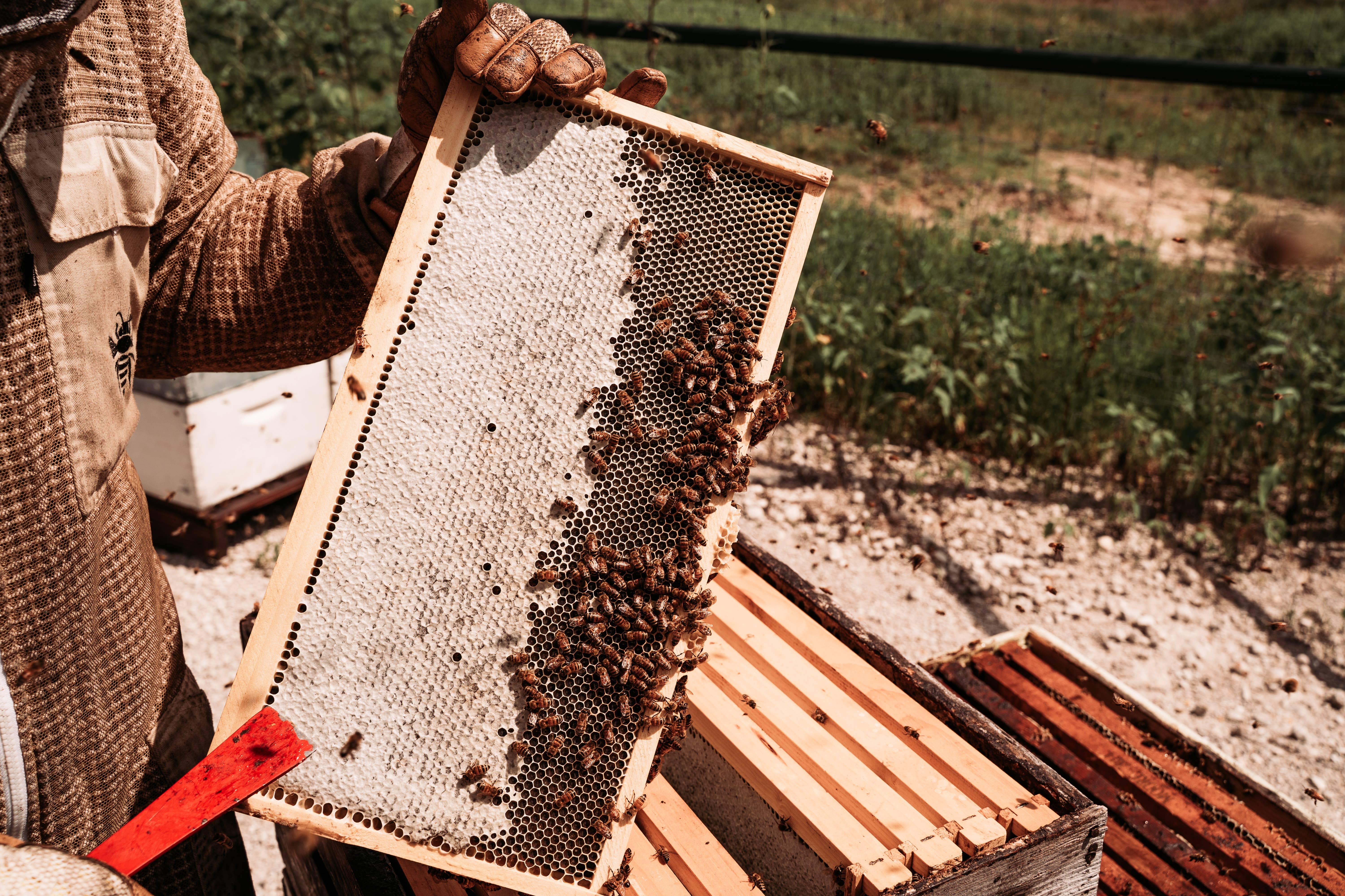 Moore Honey - Wholesale Honey - Texas Wildflower Honey 32oz2