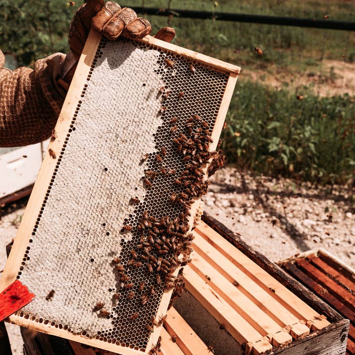 Moore Honey - Wholesale Honey - Texas Wildflower Honey 32oz2