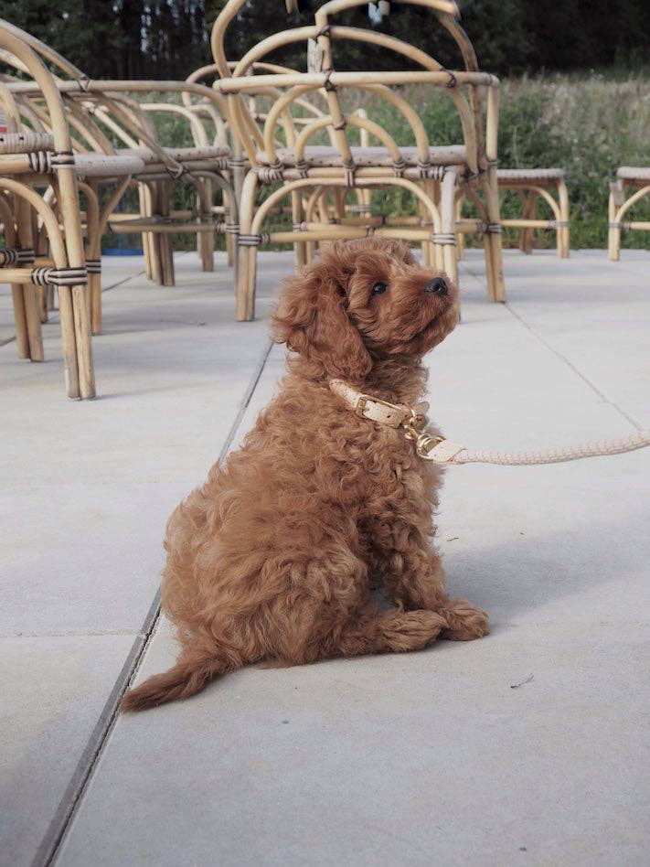 OYOY LIVING DESIGN A/S - Vendita all'ingrosso Collare - Cani - Collare per cani Perry, taglia M1