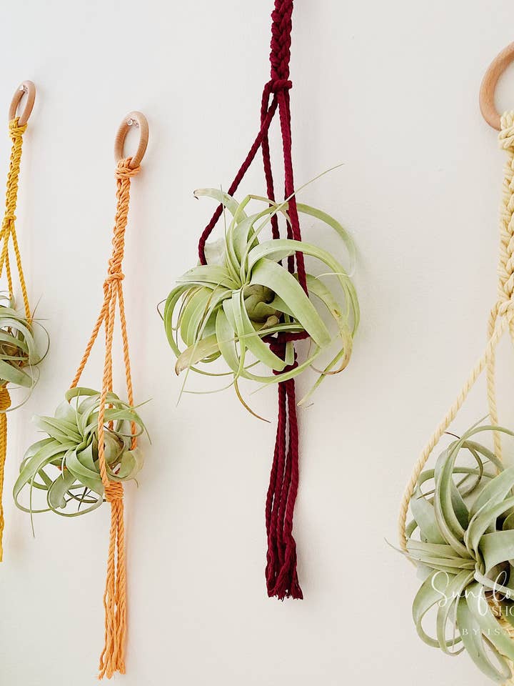 Xerographica Air Plant Holder/Large Macrame Air Plant Hanger for wholesale by Sunflower Shop by Isa