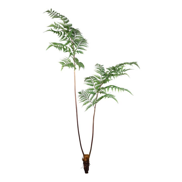 Dryopteris, 150cm, groen voor wholesale door GASPER GmbH