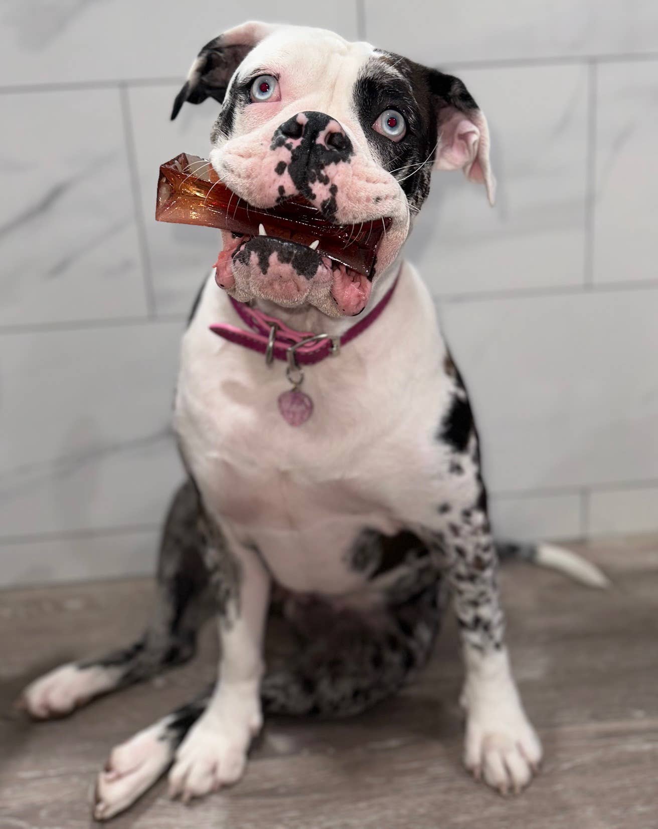 Wag & Bright Supply Co. - Vente Os à mâcher – chien - Mighty Marrows Collagen Dental Chew - Bœuf Spiruline - SM/LG24