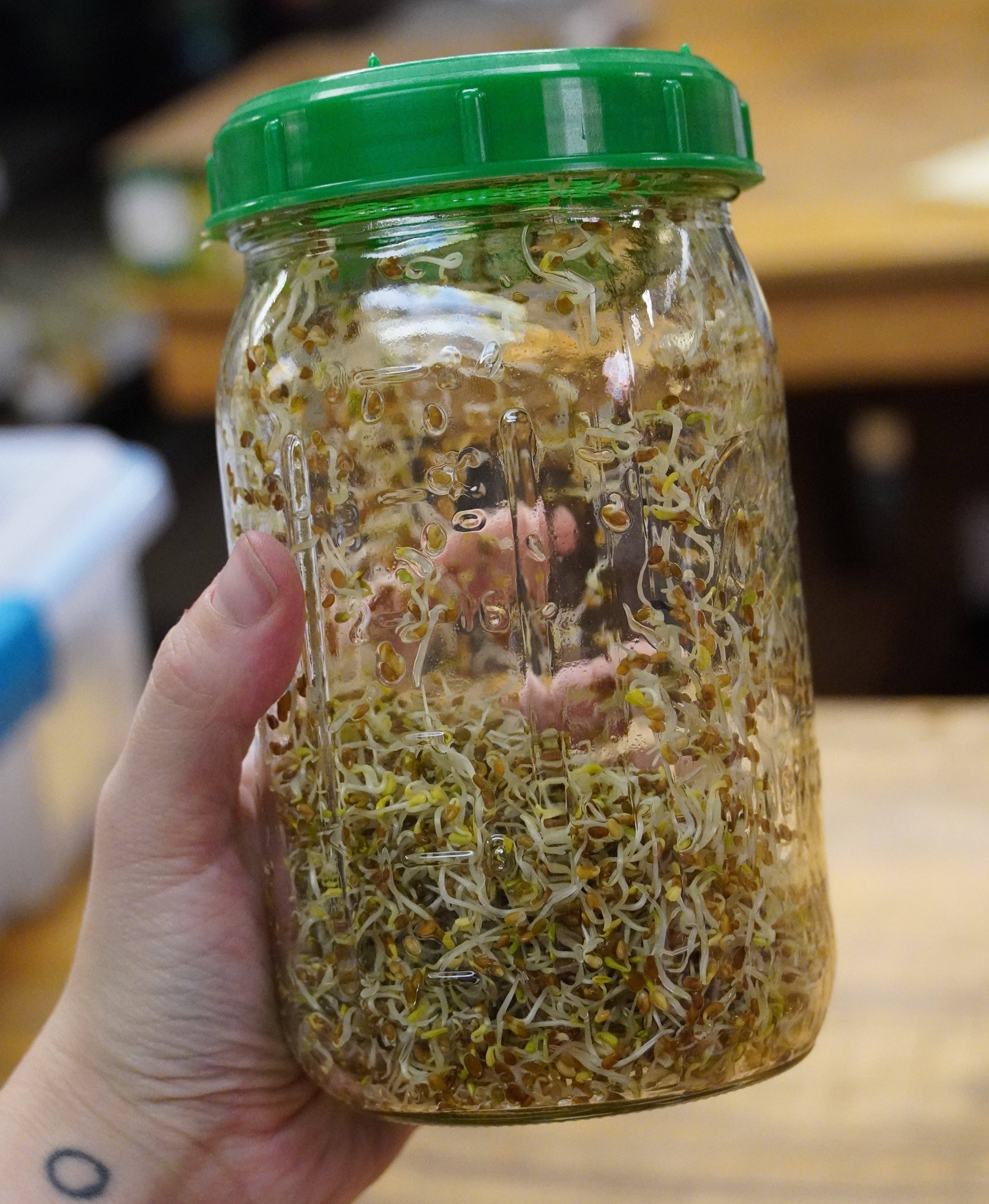 Sow True Seed - Wholesale Plant Seeds - Sprouting Seed - Alfalfa, ORGANIC