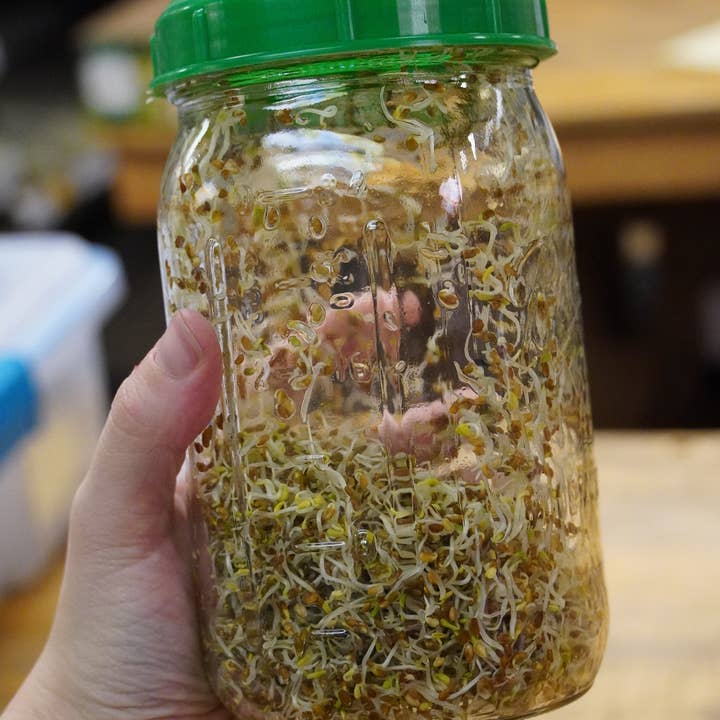 Sprouting Seed - Alfalfa, ORGANIC for wholesale by Sow True Seed