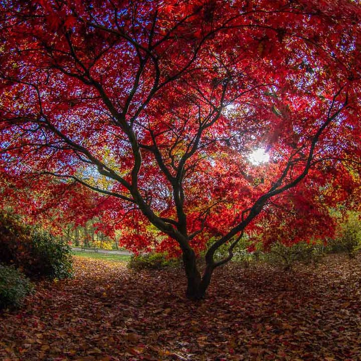 Paysage d'arbres rouges, parc Golden Acre pour la vente par RJHEALDPHOTOGRAPHY