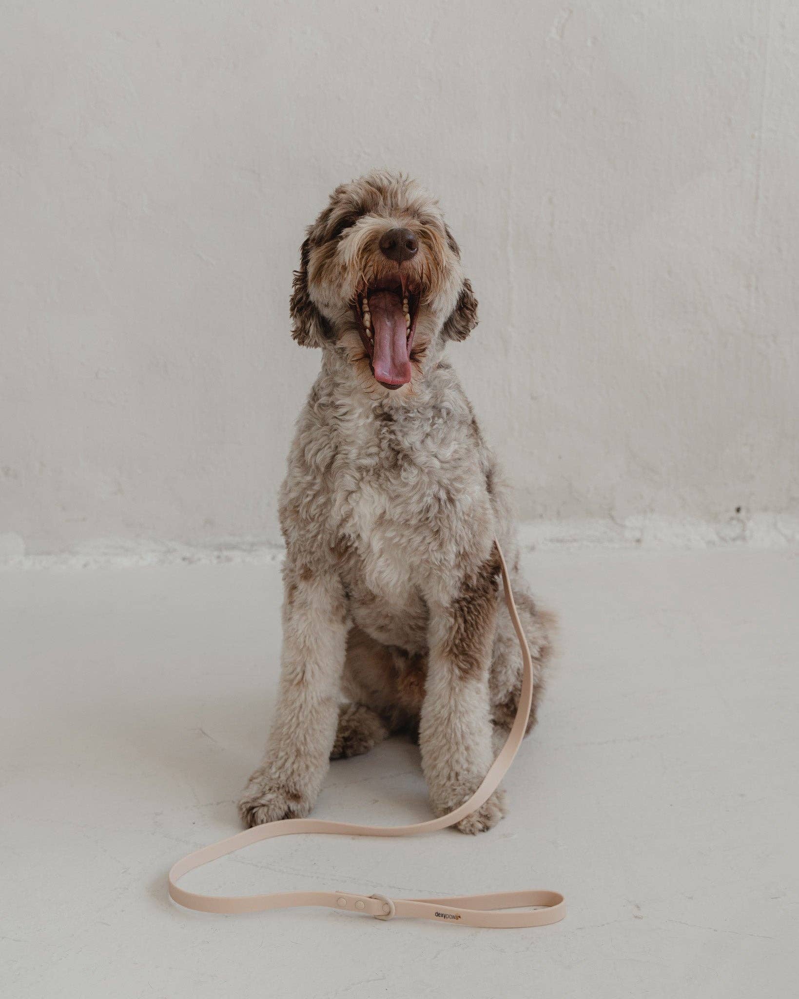 dexypaws - Wholesale Pet Leash - Dog - Waterproof Dog Leash in Nude5