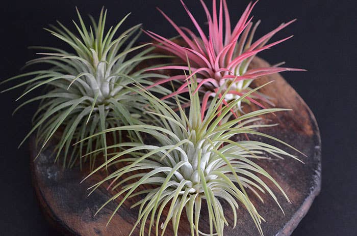 The Artizan Way - Wholesale Live Plant - Tillandsia Ionantha Rubra | Live Air Plant9