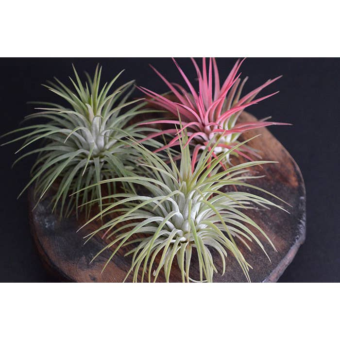 The Artizan Way - Wholesale Live Plant - T. Ionantha Rubra Bulk (12+ Plants) | Live Air Plant 6