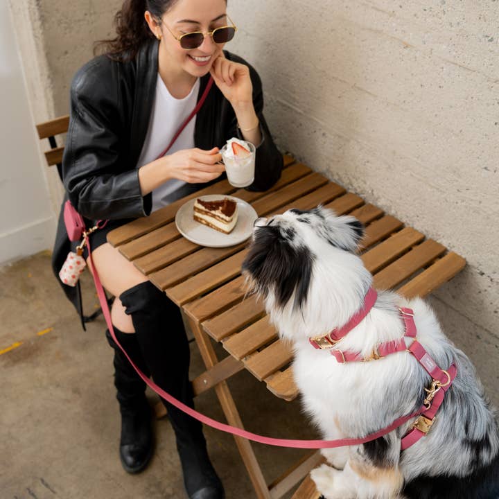 SUNNY TAILS - Vente Laisse – chien - Laisse pour chien Hands Free Cloud convertible 4-en-1 Burgundy5