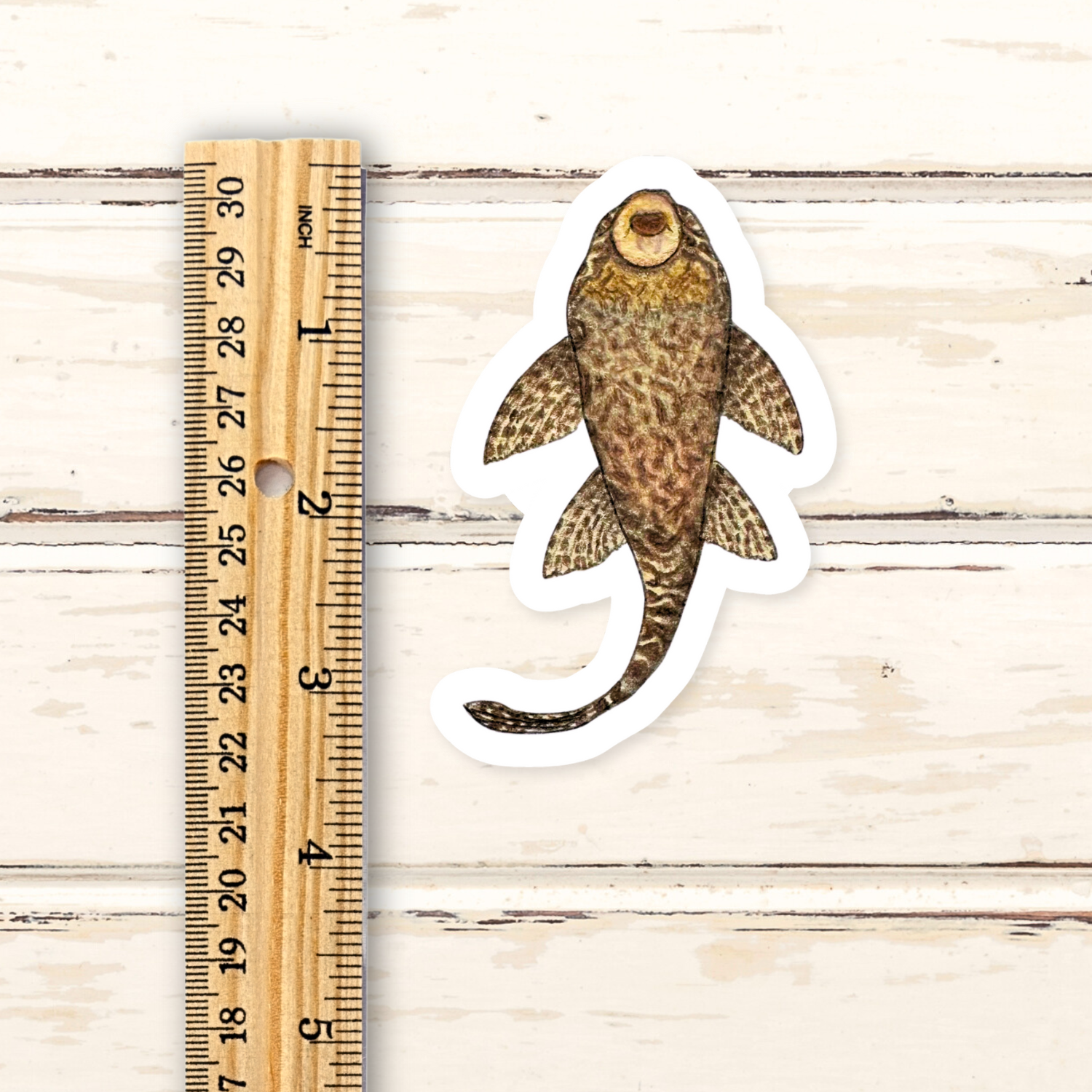 Fins and Frags - Wholesale Sticker - Handmade Pleco Sticker, for Fish & Aquarium Lovers3