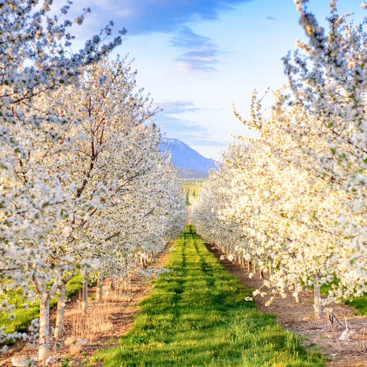 Ritual Chocolate - Wholesale Chocolate Bar - Cherry Vanilla Dark Chocolate Bar 70% Cacao5