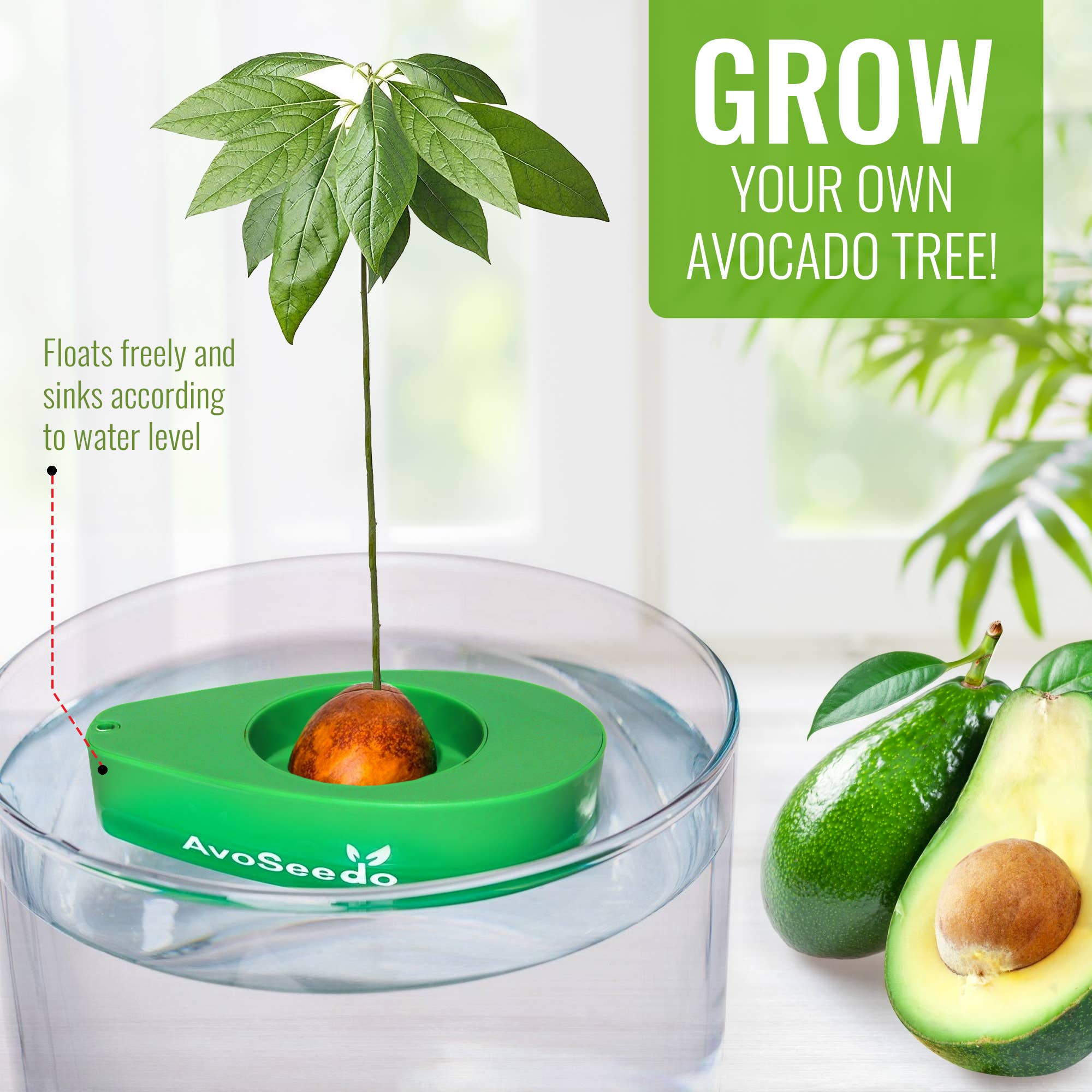 AvoSeedo - Wholesale Plant Seeds - Avocado Lover Box "All you Avo wanted"3