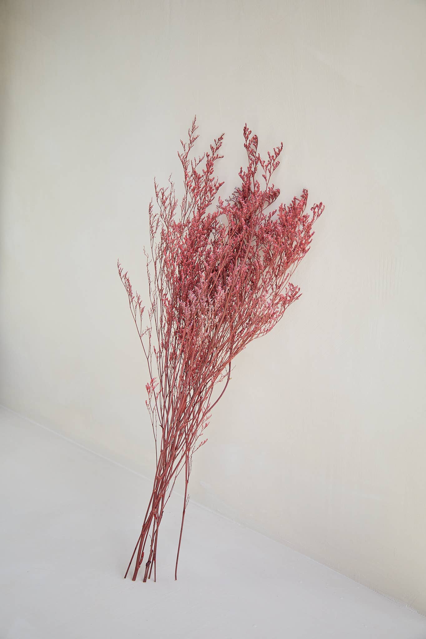 For Love Of Pampas - Wholesale Dried/Pressed Flowers - Limonium Branches in Red1