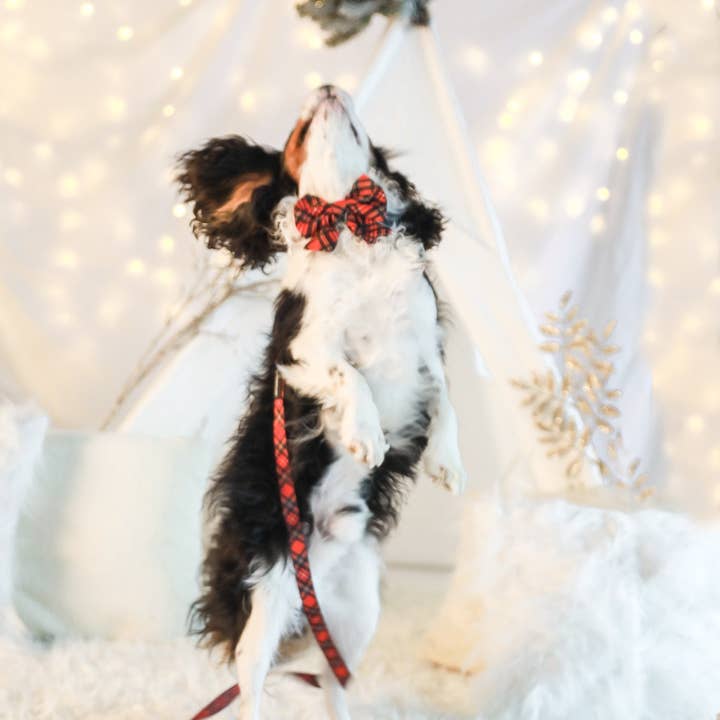 Cavology – wholesale Fluga - Hund – HUND FLUGA Röd Rutig Tartan Vinterunderland semester