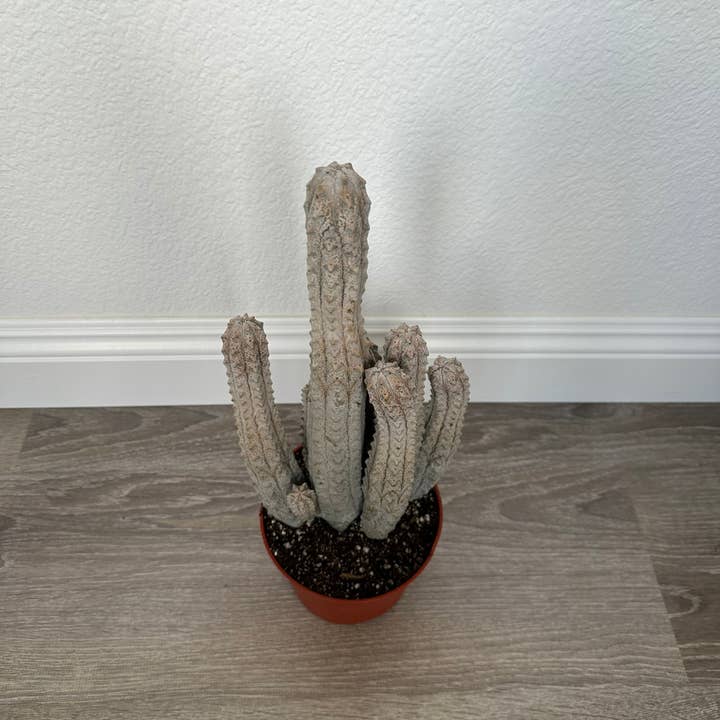 Grow Margo - Wholesale Succulent - Euphorbia Abdelkuri Gray Cluster - Unique Live Cactus - Cand
