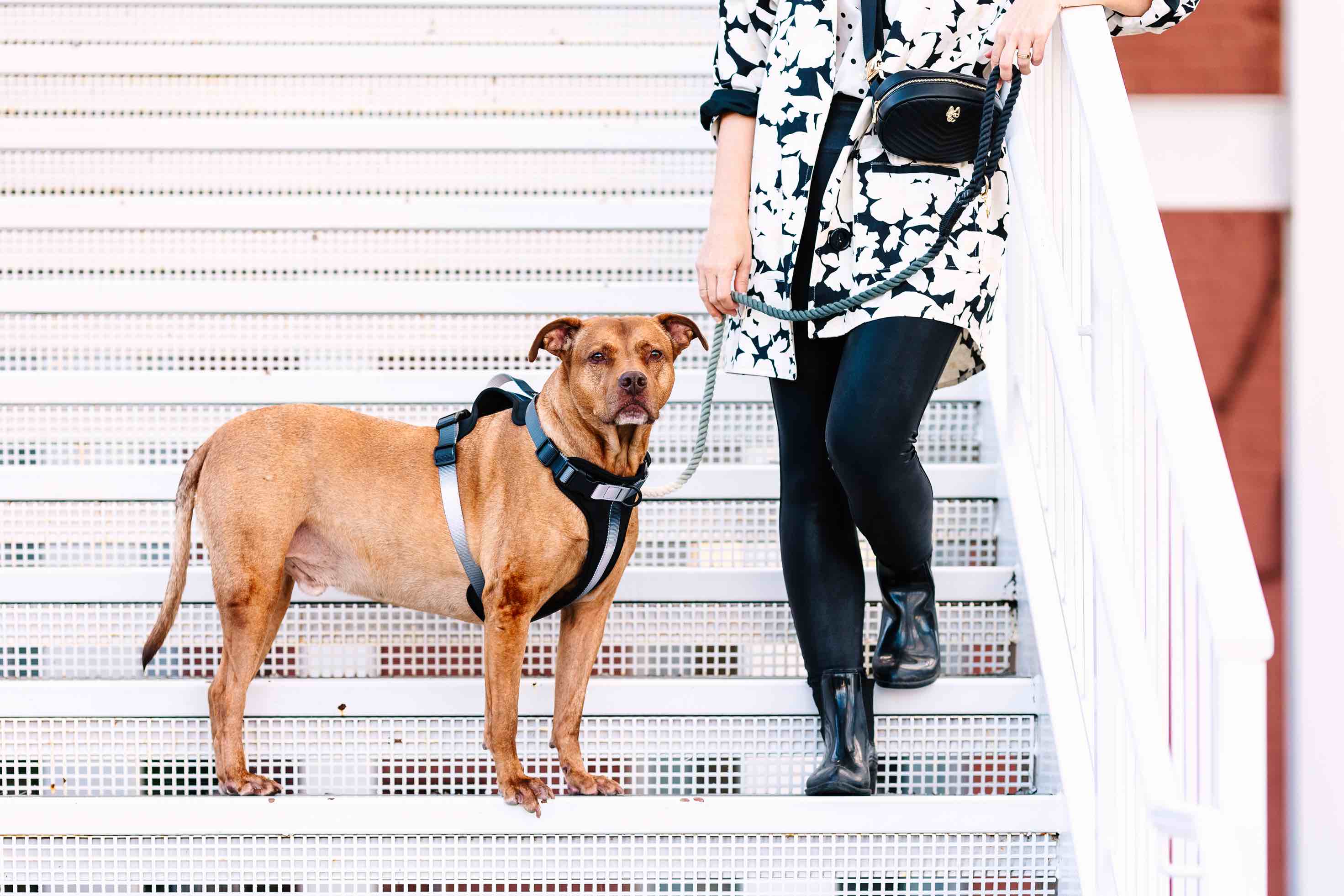 Pink Papyrus | Premium, Durable, & Stylish Dog Products - Venta al por mayor Arnés - Perros - Arnés para Perros Rowan | Arnés Antitirones para Perros | Arnés Negro para Perros6