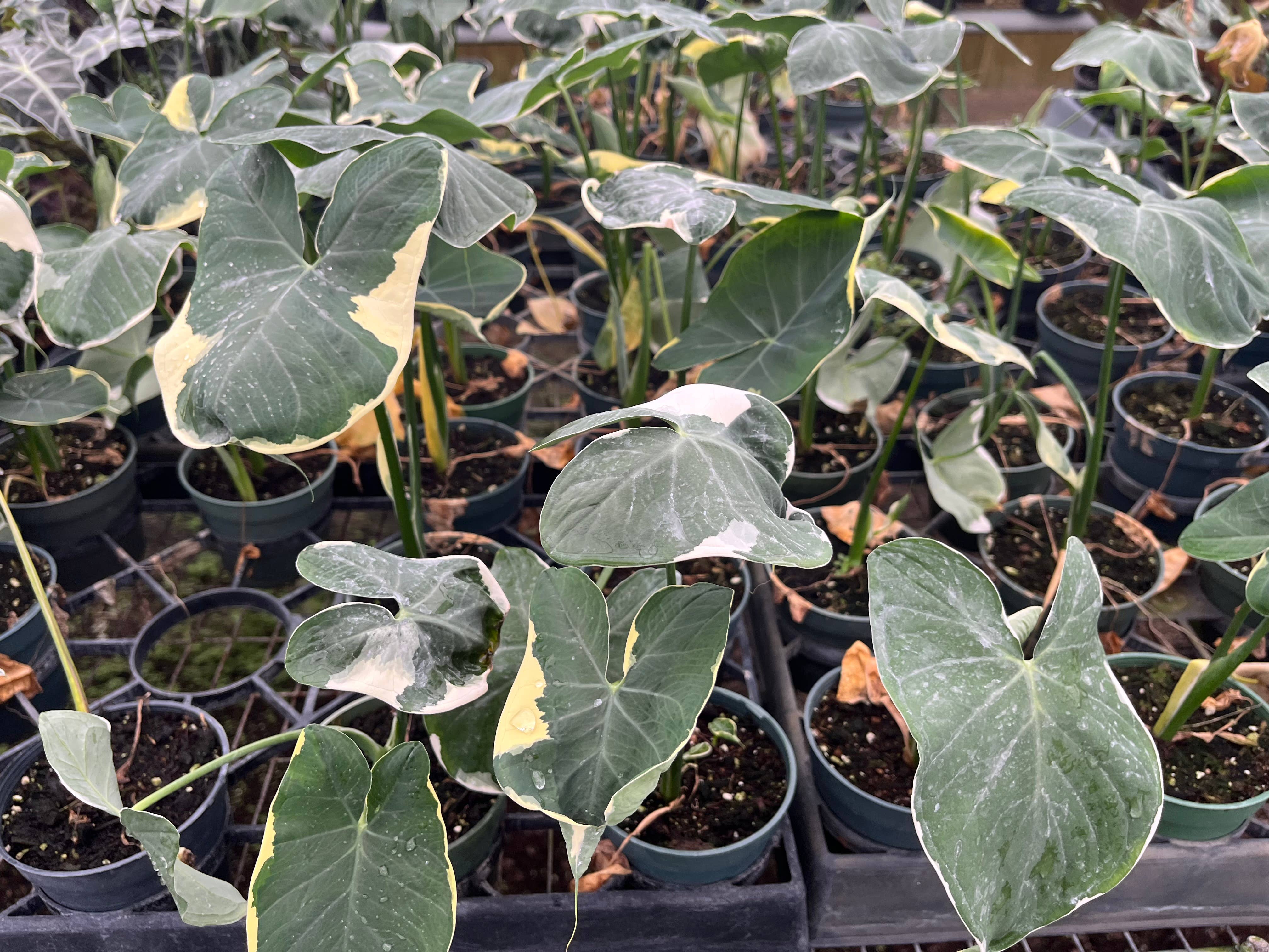 Succulents & Such, Inc. - Wholesale Live Plant -  4" Alocasia "Mickey Mouse" Live Plant  1