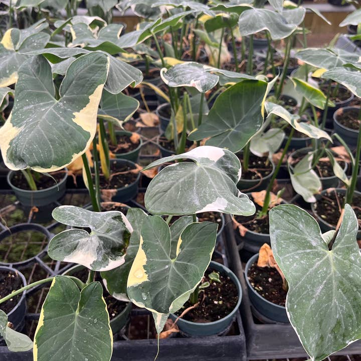 Succulents & Such, Inc. - Wholesale Live Plant - 4" Alocasia "Mickey Mouse" Live Plant 1