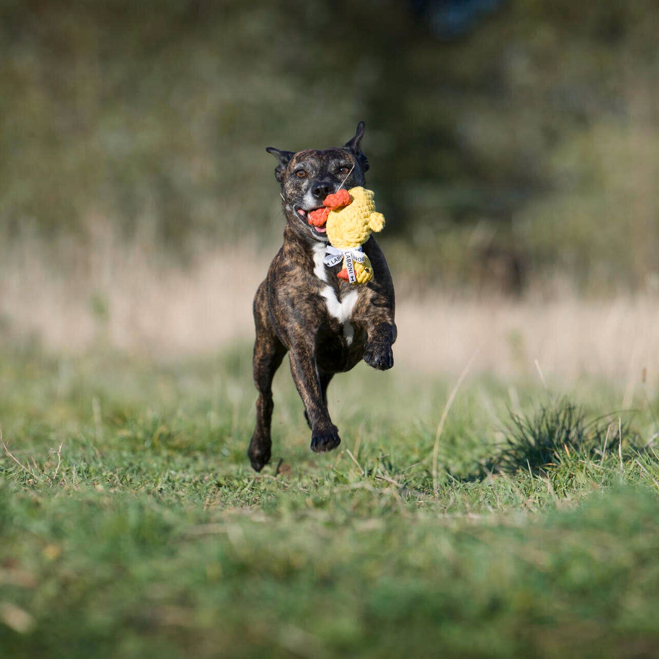 LABONI - Volentis GmbH - Wholesale Pet Chew Toy - Dog - EMMA ENTE – The Cheerful Play Companion3