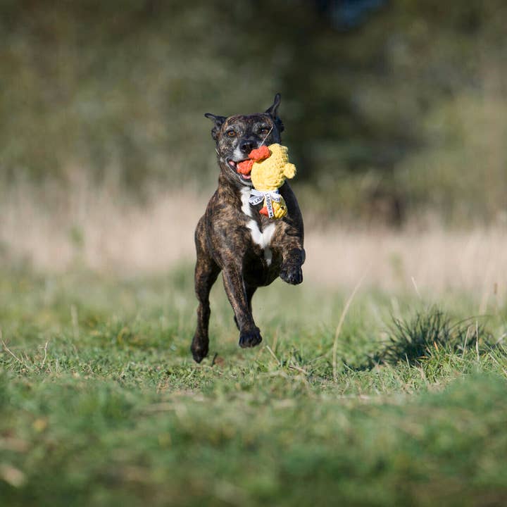 LABONI - Volentis GmbH - Wholesale Pet Chew Toy - Dog - EMMA ENTE – The Cheerful Play Companion3