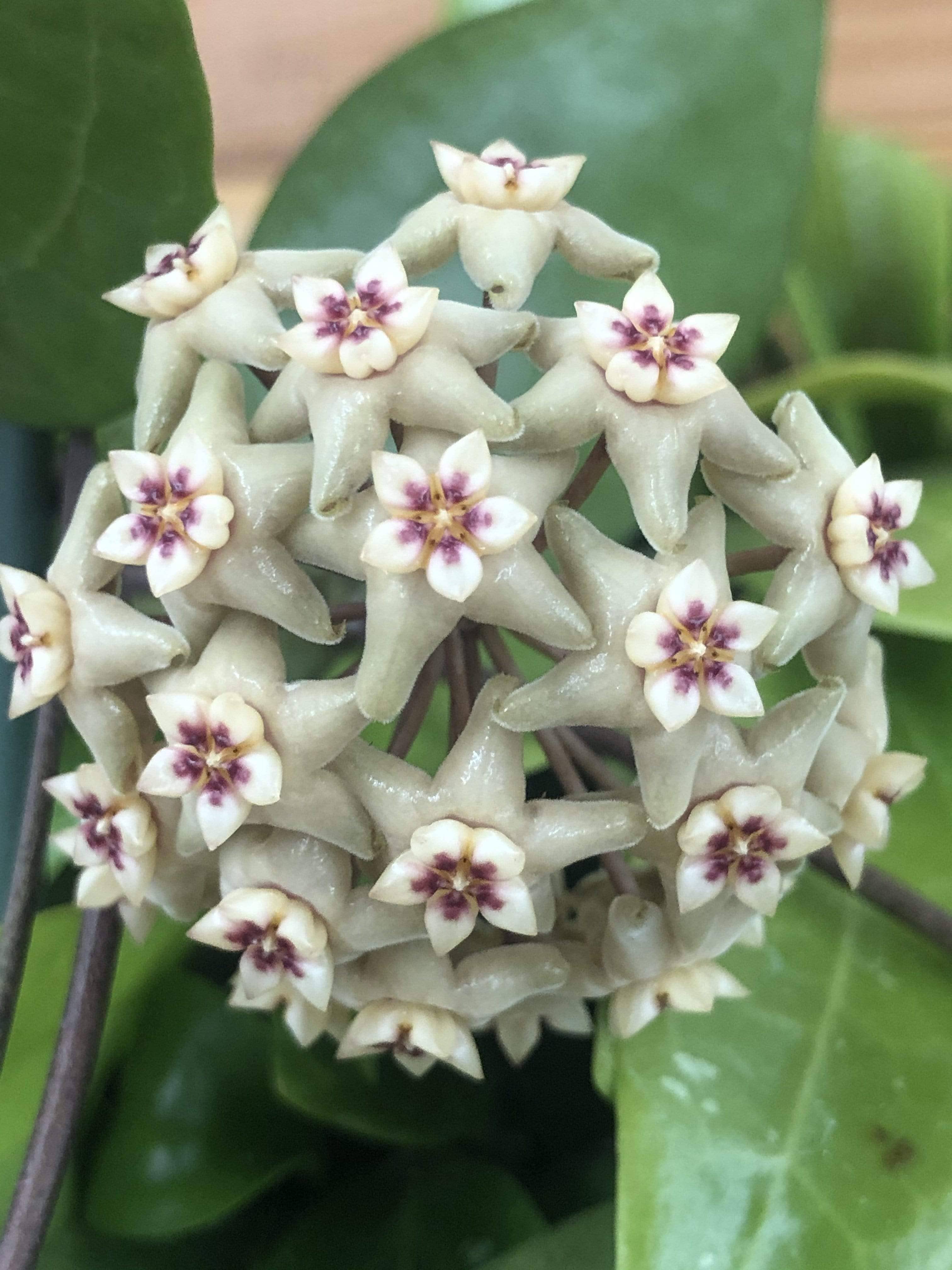 The Plant Farm - Wholesale Live Plant - Hoya Limoniaca, 2" Plant2