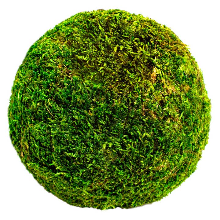 SuperMoss - Wholesale Decorative tabletop object - Moss Balls 6in Bulk 12