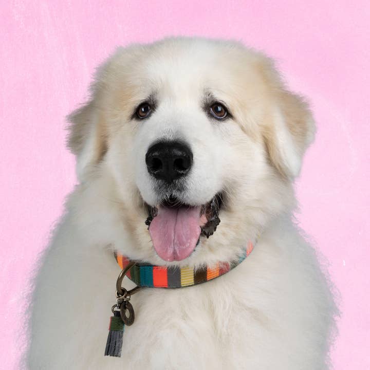 Mr & Mrs Smith Hondenhalsband XXL (Halsomvang 55-65 cm / 4 cm) voor wholesale door Dog with a Mission