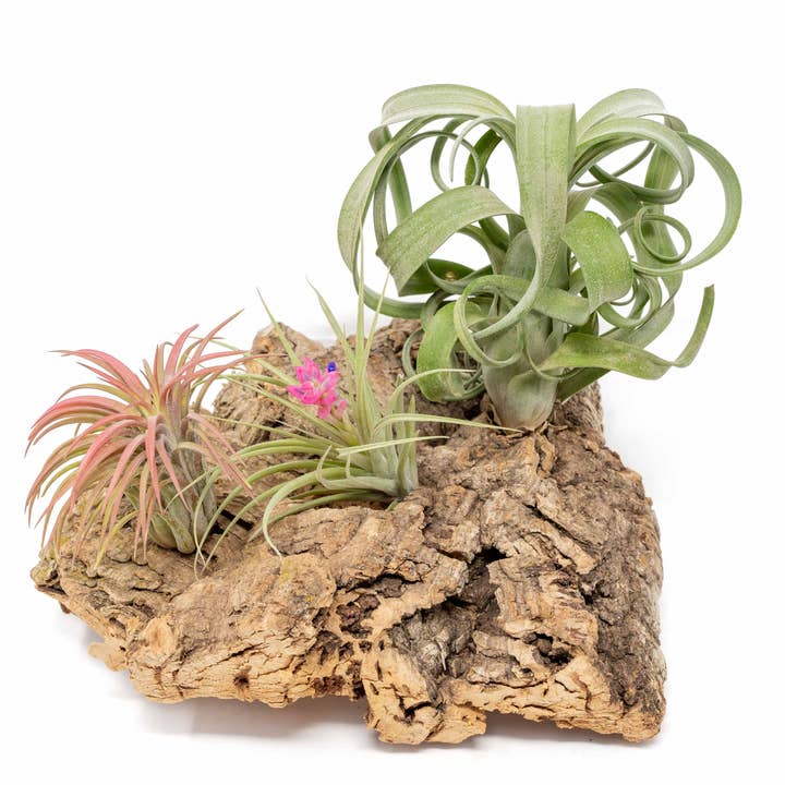 Medium Tabletop Cork Bark Display with 3 Air Plants for wholesale by Air Plant Shop