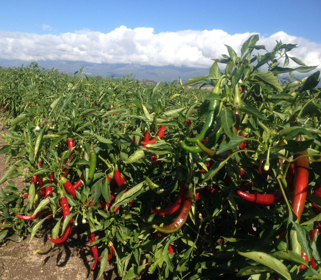 ORENCIO HOYO, S.L. - Wholesale Dried Spice - Carlos I Smoked Sweet Paprika Tin 75g5